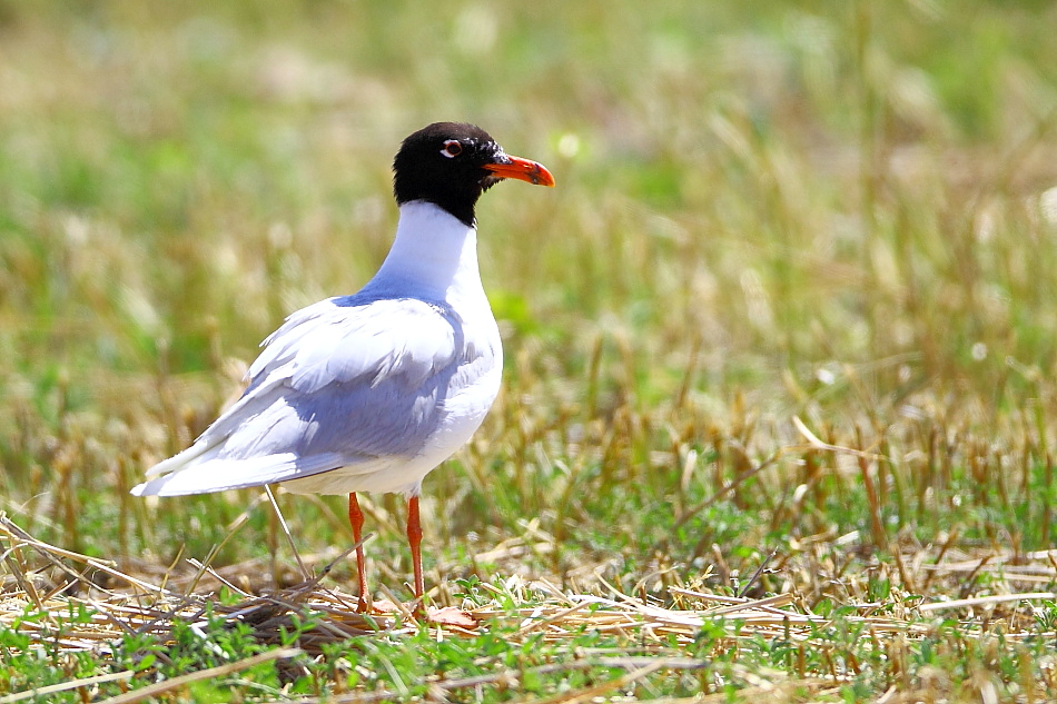 Mediterranean Gull