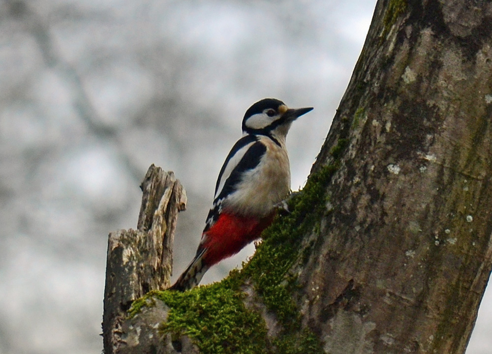 Great Spotted Woodpecker