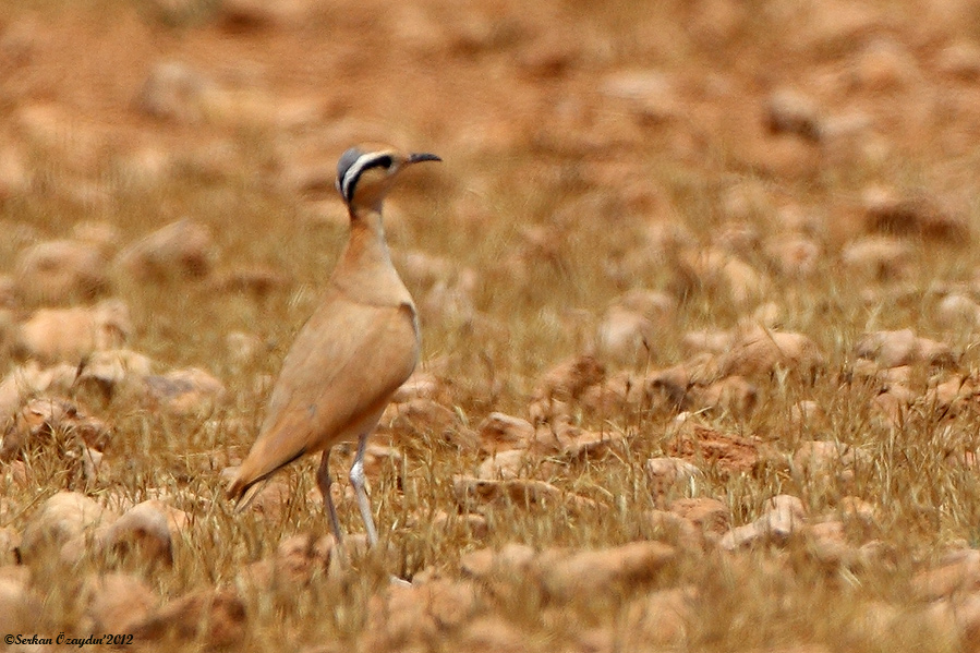 Cream-colored Courser