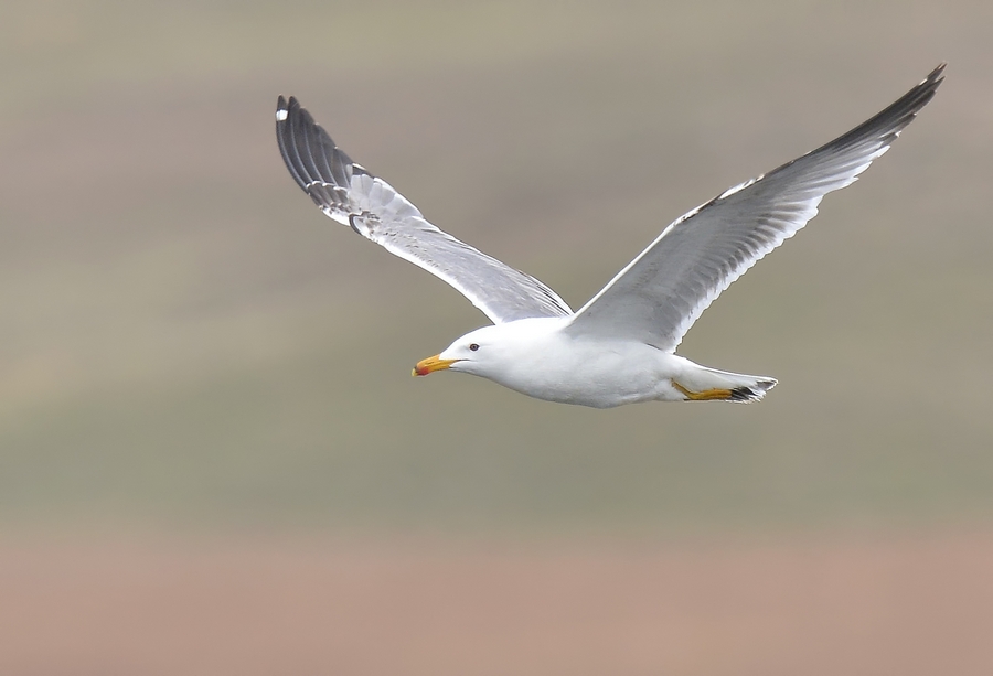 Armenian Gull