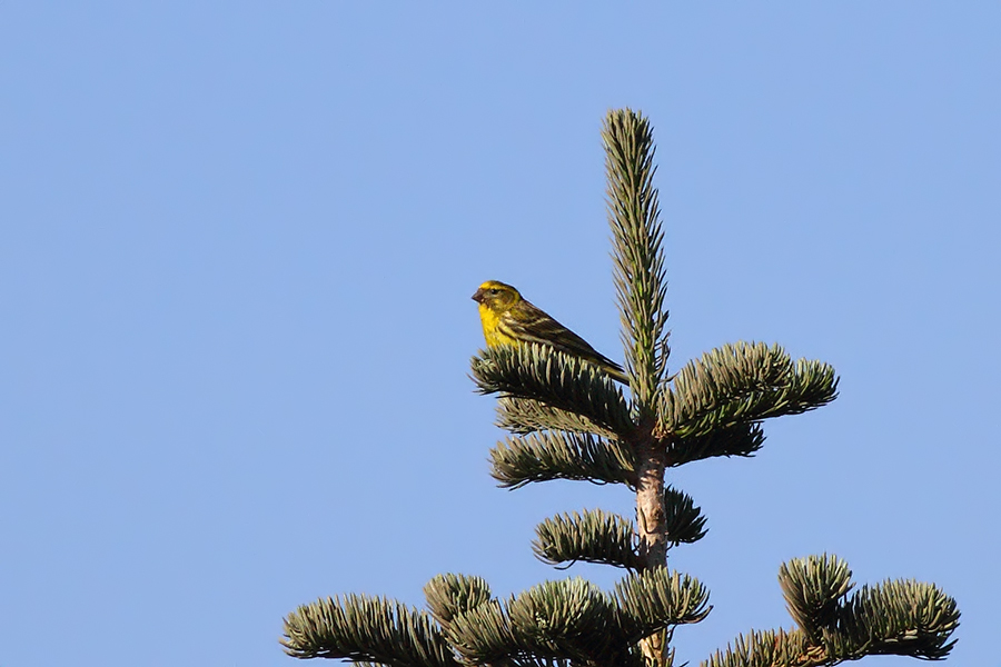 European Serin