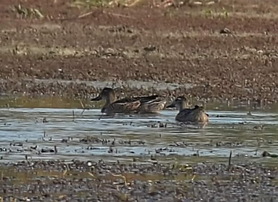 Garganey