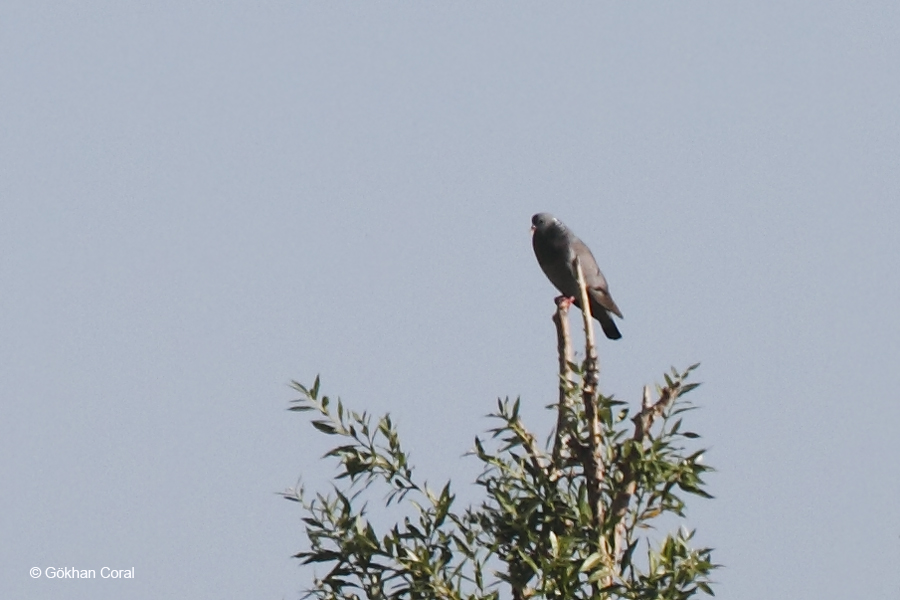Stock Dove