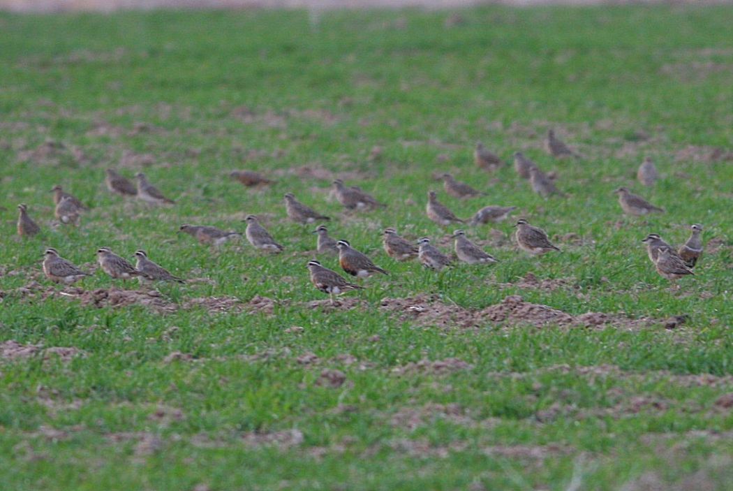 Eurasian Dotterel