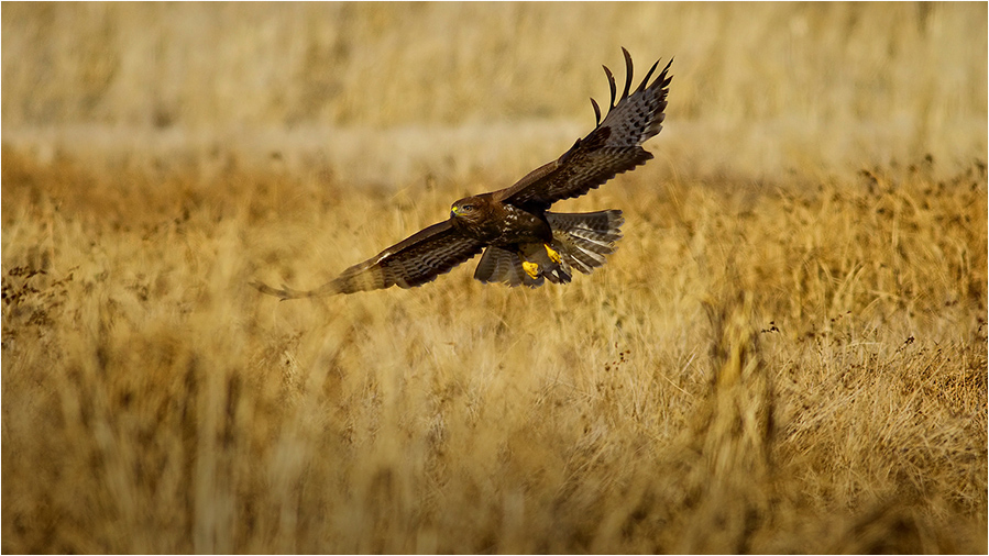 Common Buzzard