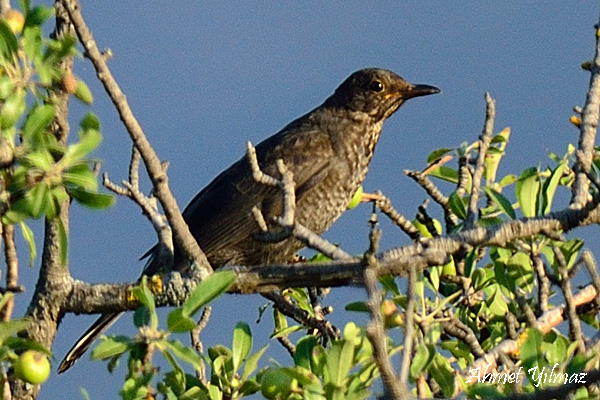 Karatavuk