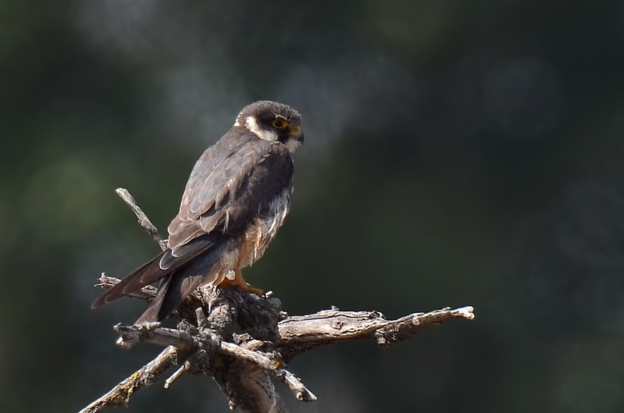 Delice doğan