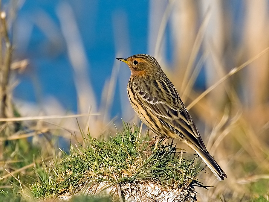 Red-throated Pipit