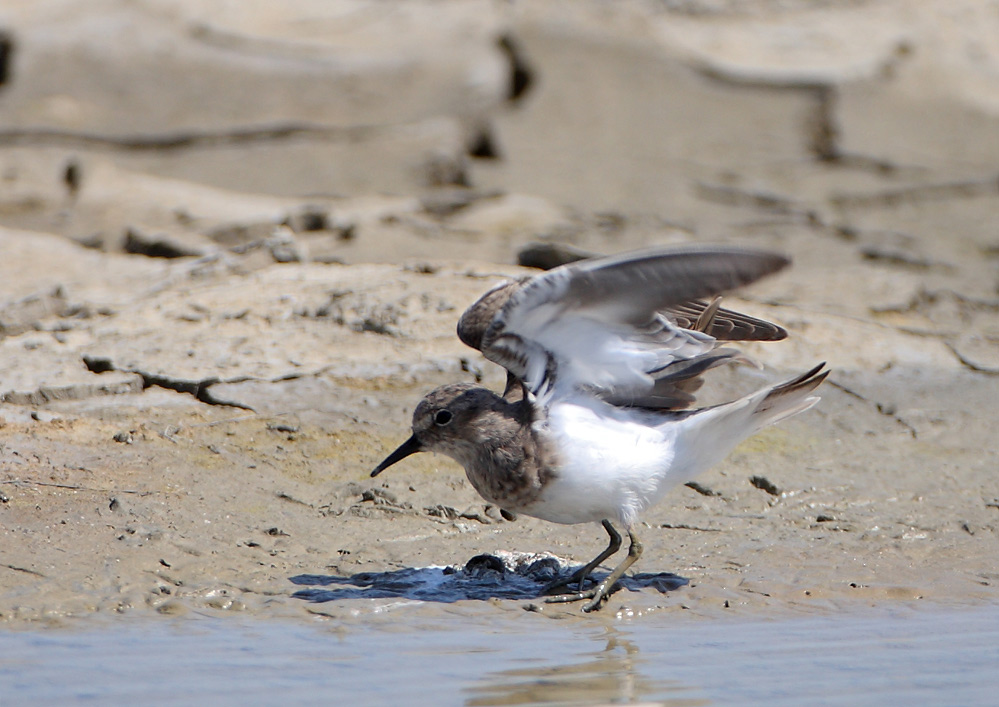 Temminck`s Stint