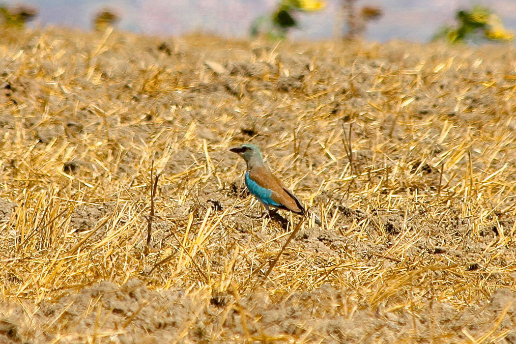 European Roller