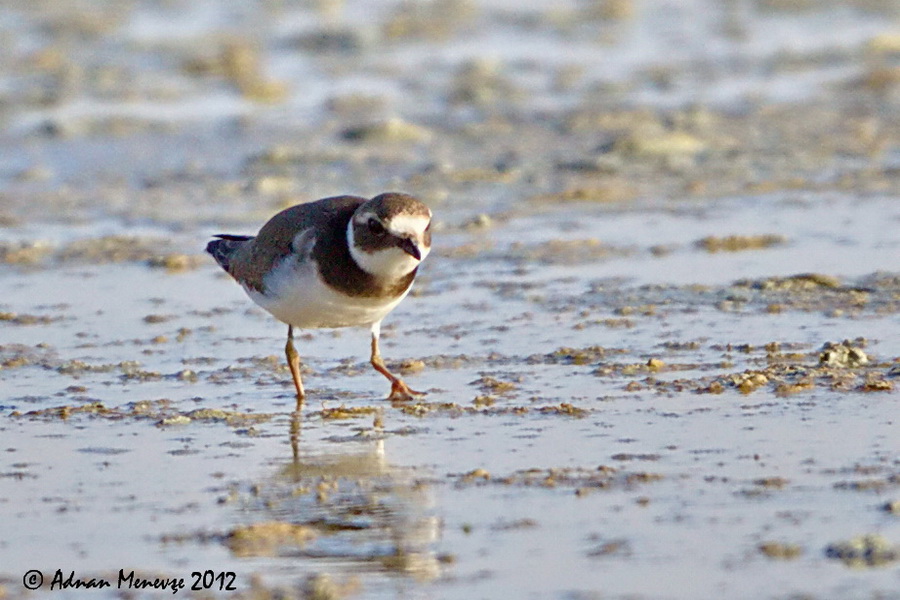 Common Ringed Plover