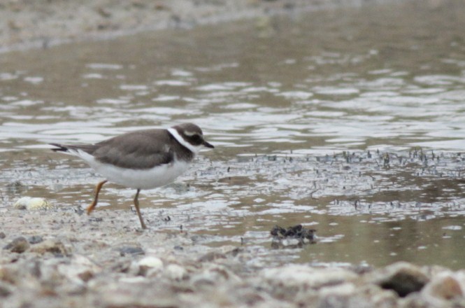 Common Ringed Plover