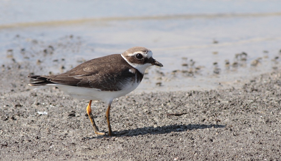 Common Ringed Plover