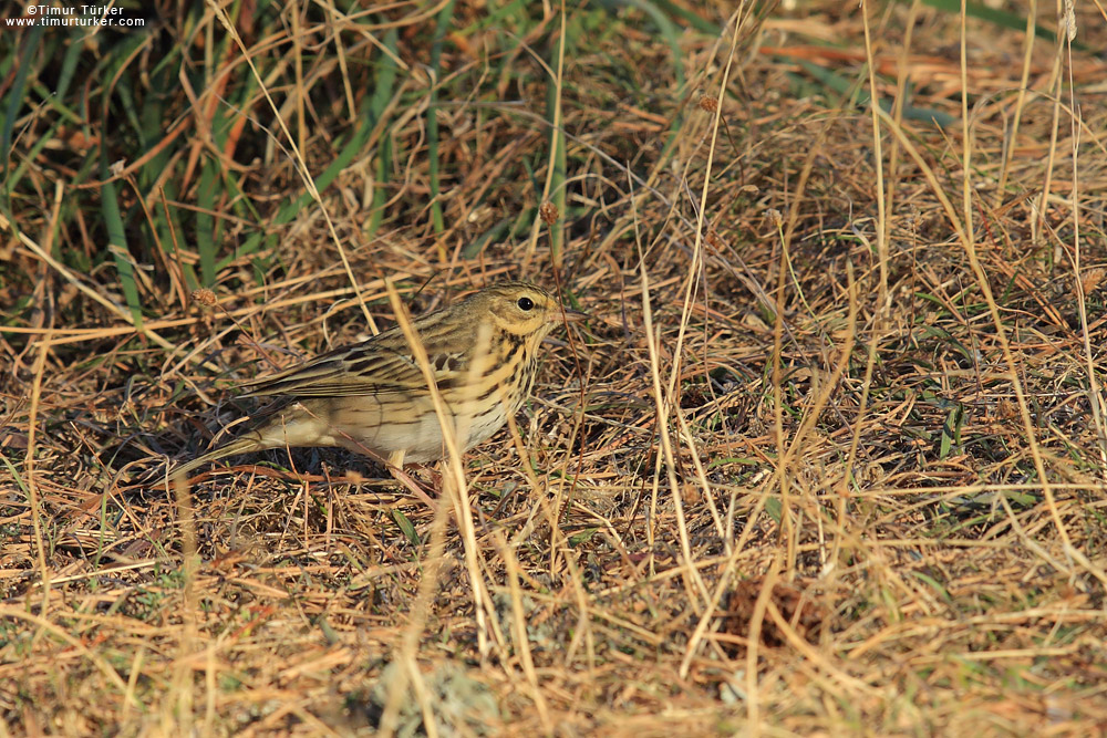 Tree Pipit