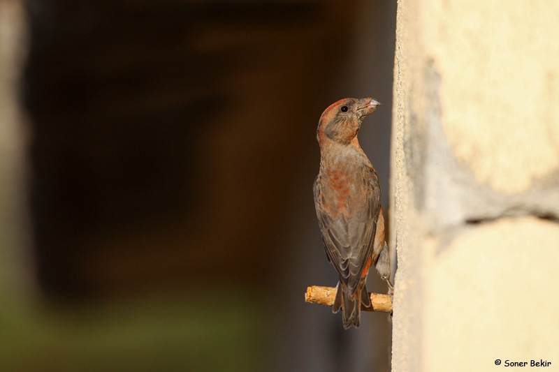Red Crossbill