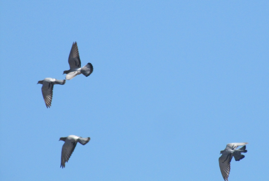 Rock Dove