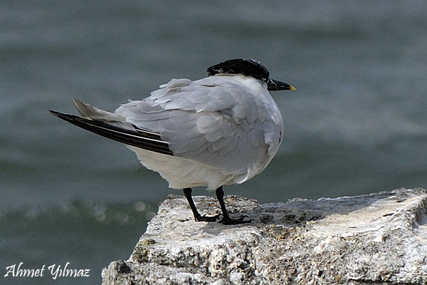 Sandwich Tern