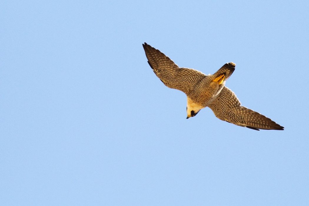 Peregrine Falcon