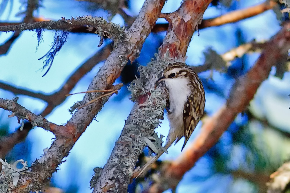 Eurasian Treecreeper