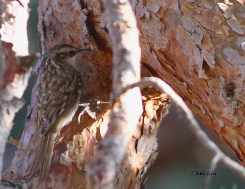 Eurasian Treecreeper