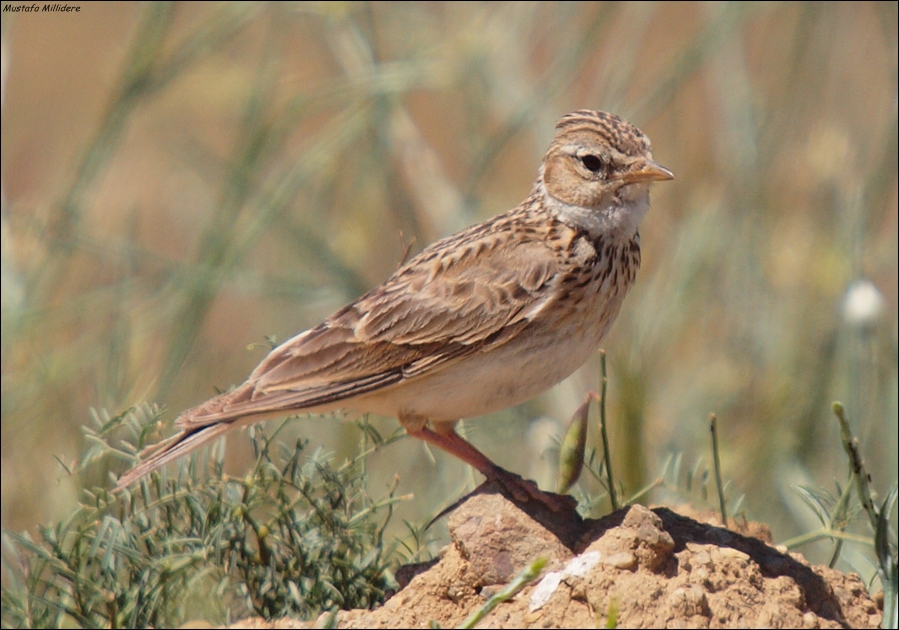 Eurasian Skylark