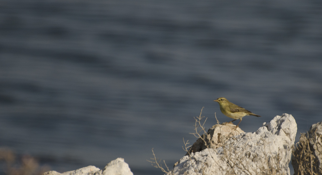 Willow Warbler