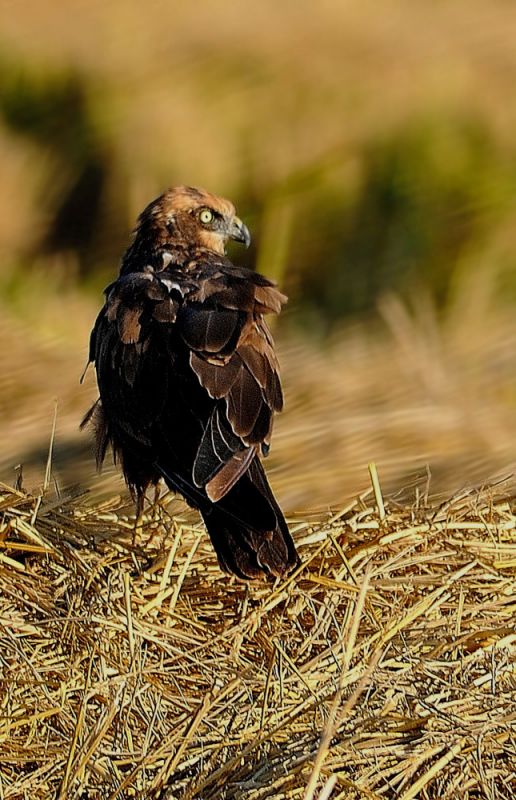 Western Marsh Harrier