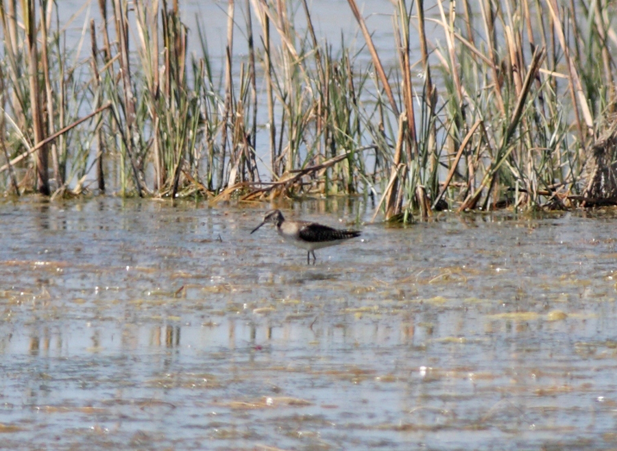 Wood Sandpiper