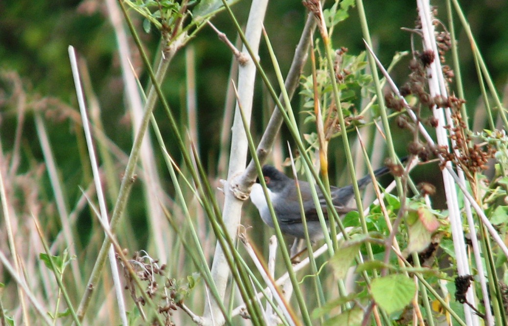 Sardinian Warbler