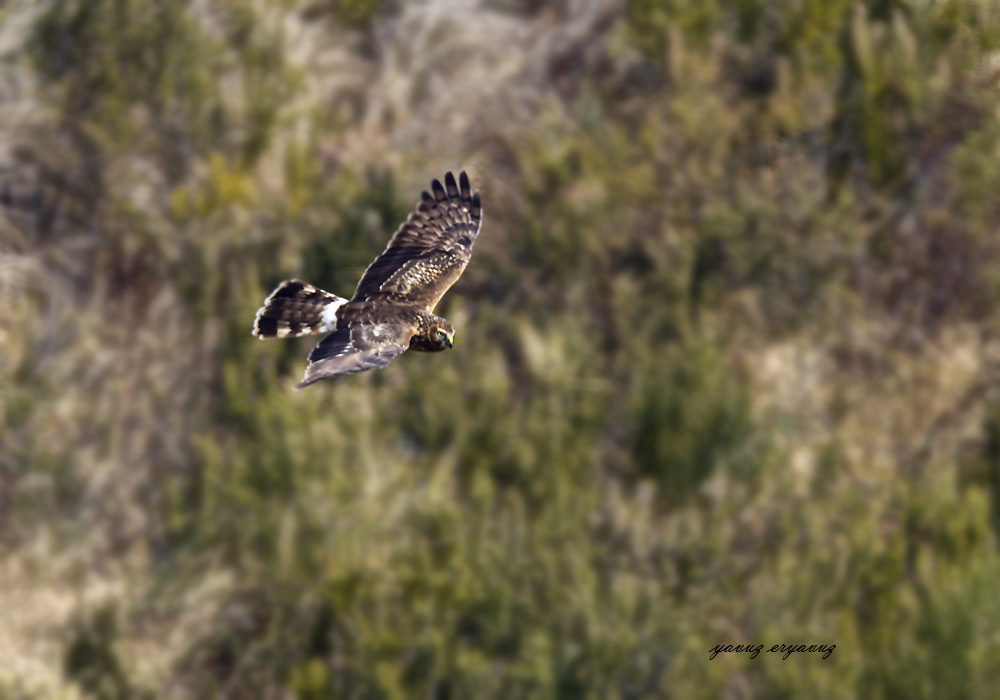 Hen Harrier