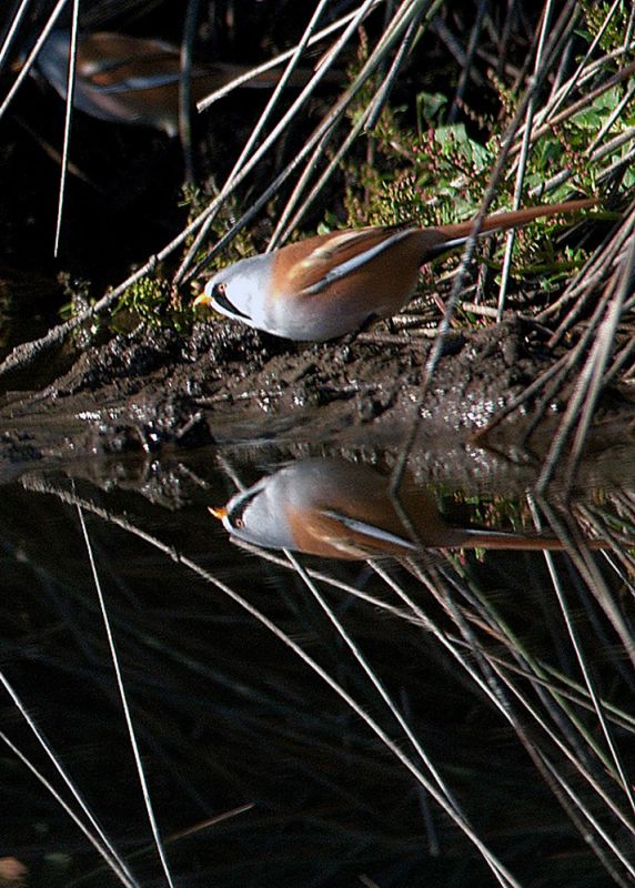 Bearded Reedling