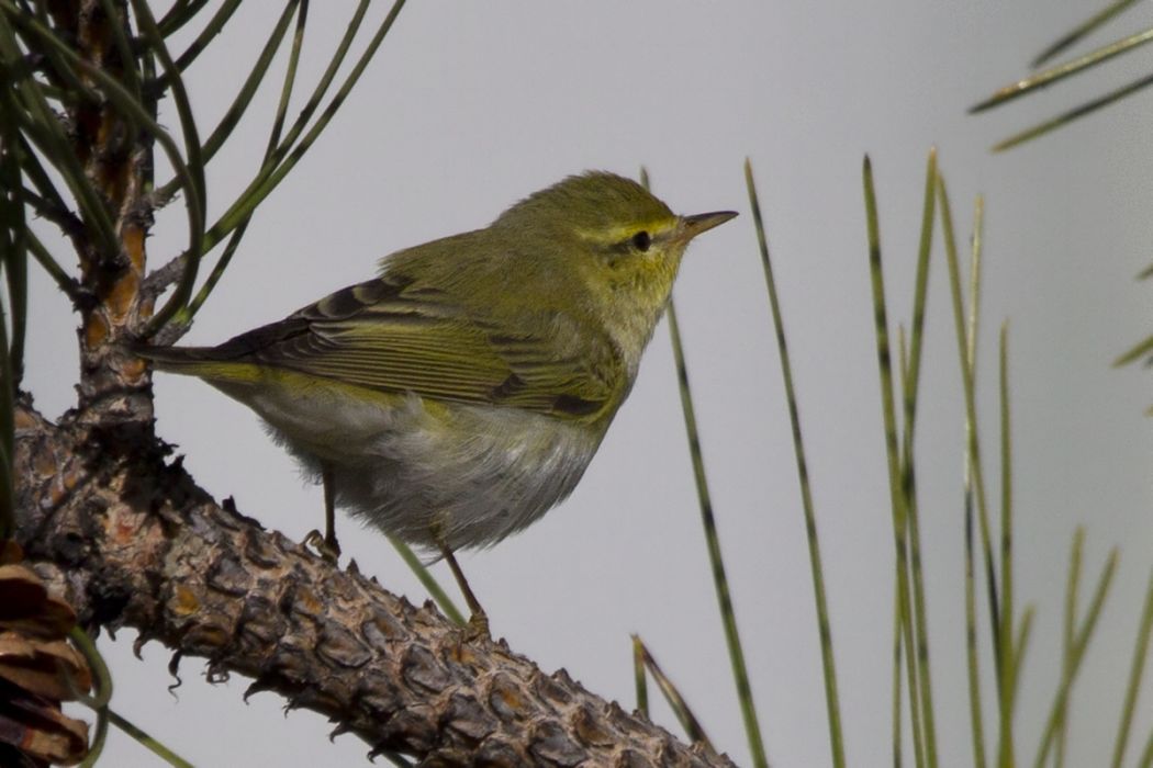 Wood Warbler