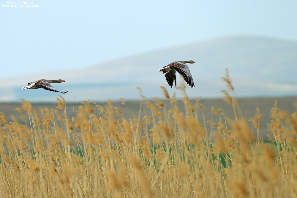Greylag Goose