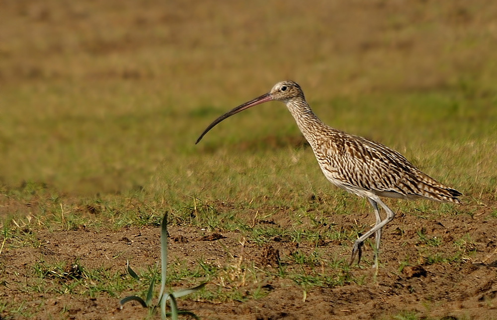 Eurasian Curlew