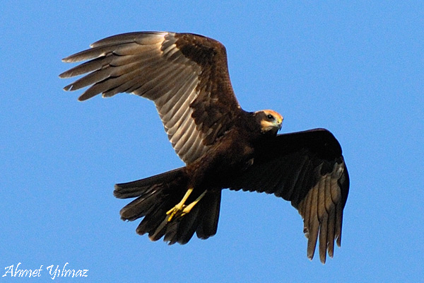 Western Marsh Harrier