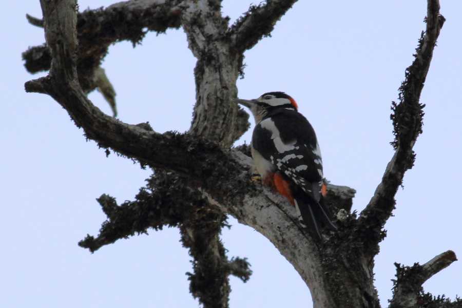 Great Spotted Woodpecker