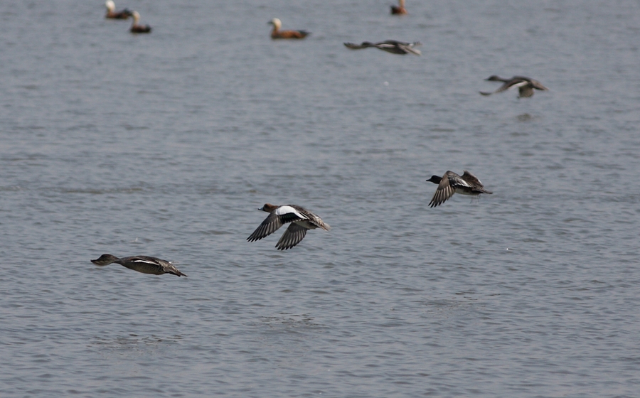 Eurasian Wigeon