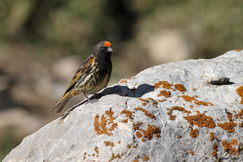Red-fronted Serin