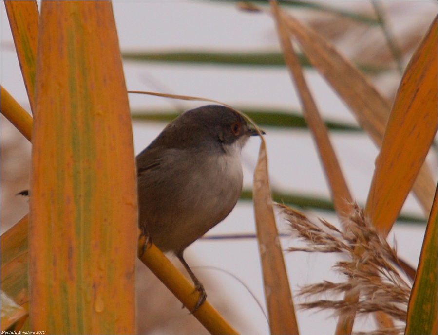 Sardinian Warbler