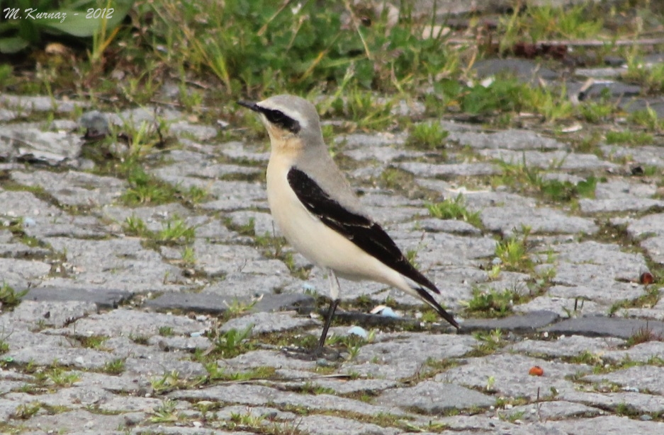 Northern Wheatear