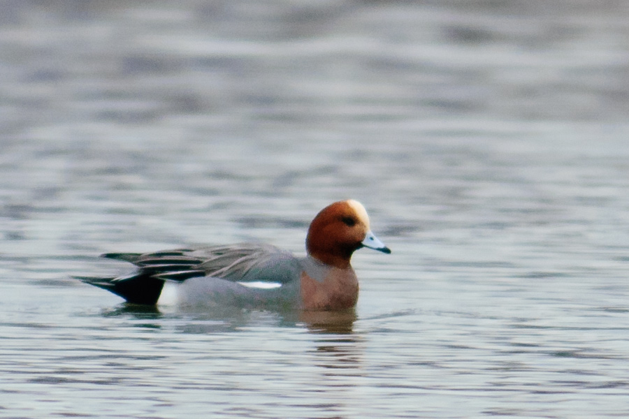 Eurasian Wigeon