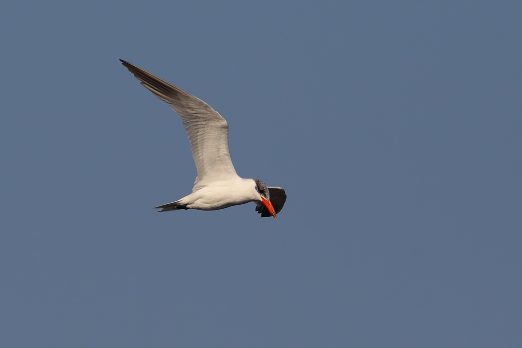 Caspian Tern
