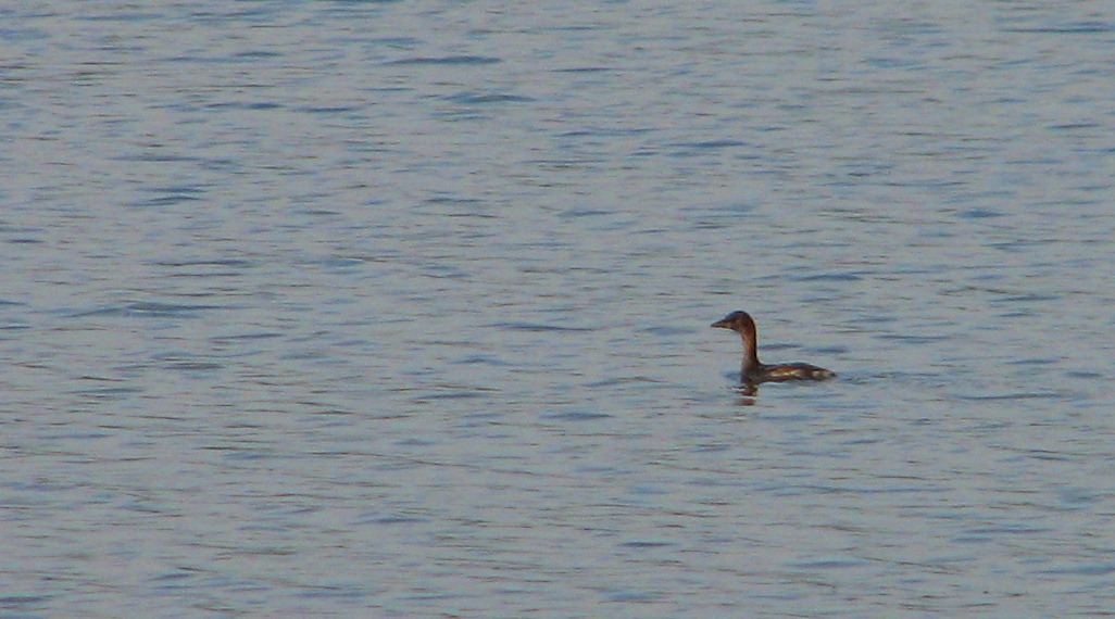Little Grebe