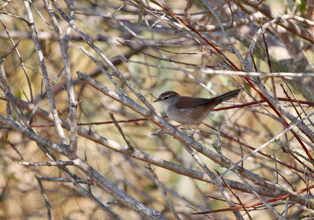 Cetti`s Warbler