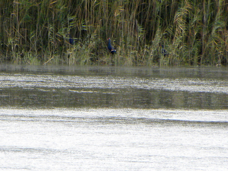 Grey-headed Swamphen