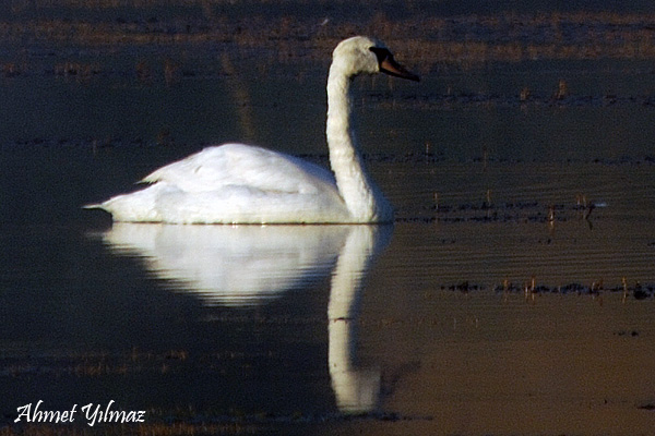 Mute Swan