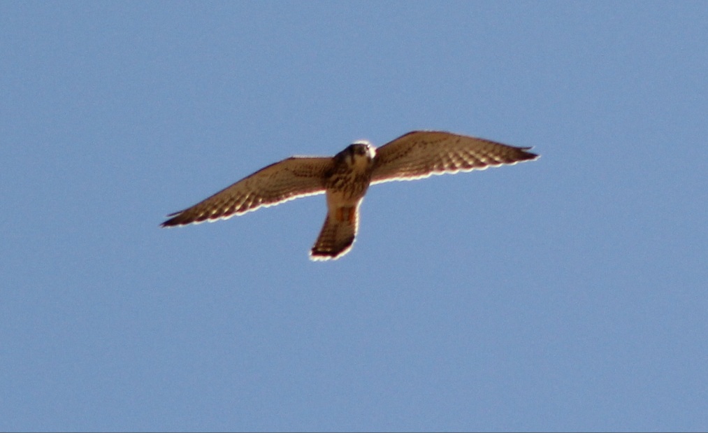 Common Kestrel
