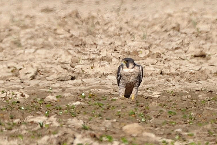 Peregrine Falcon