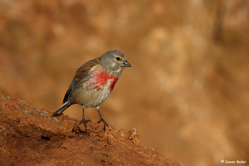 Common Linnet