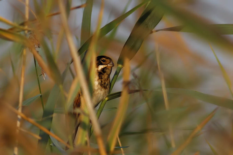 Common Reed Bunting